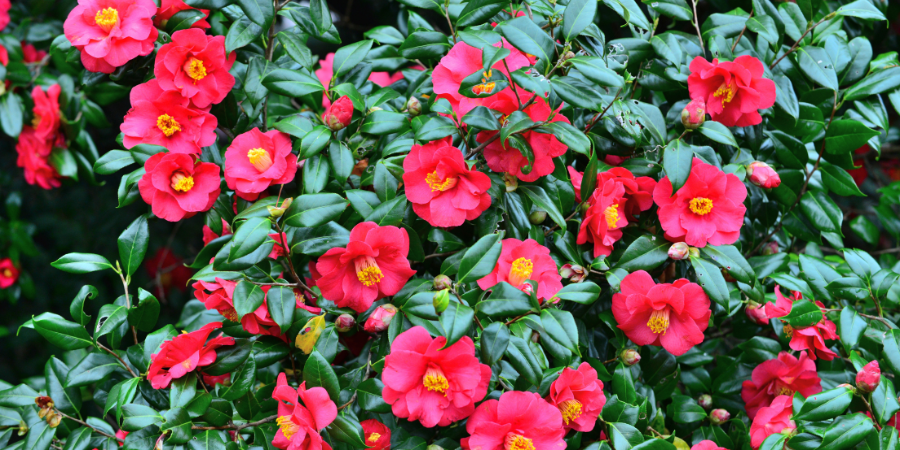 Bright pink camellia blossoms with yellow centers among glossy green leaves.